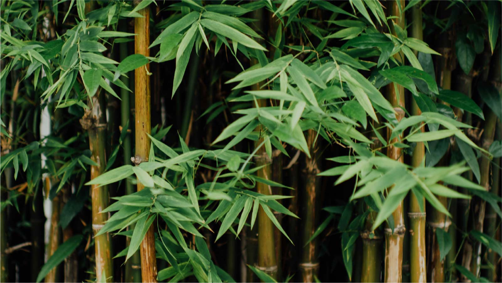 Bamboo: Nature’s Clever Design