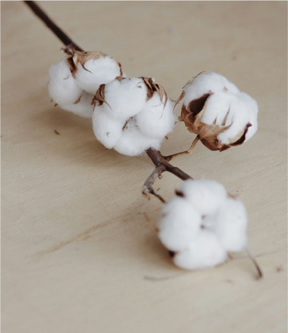 ATD_WEB_ABOUT_US_PAGE_DESKTOP_H650x450_08_cotton.jpg